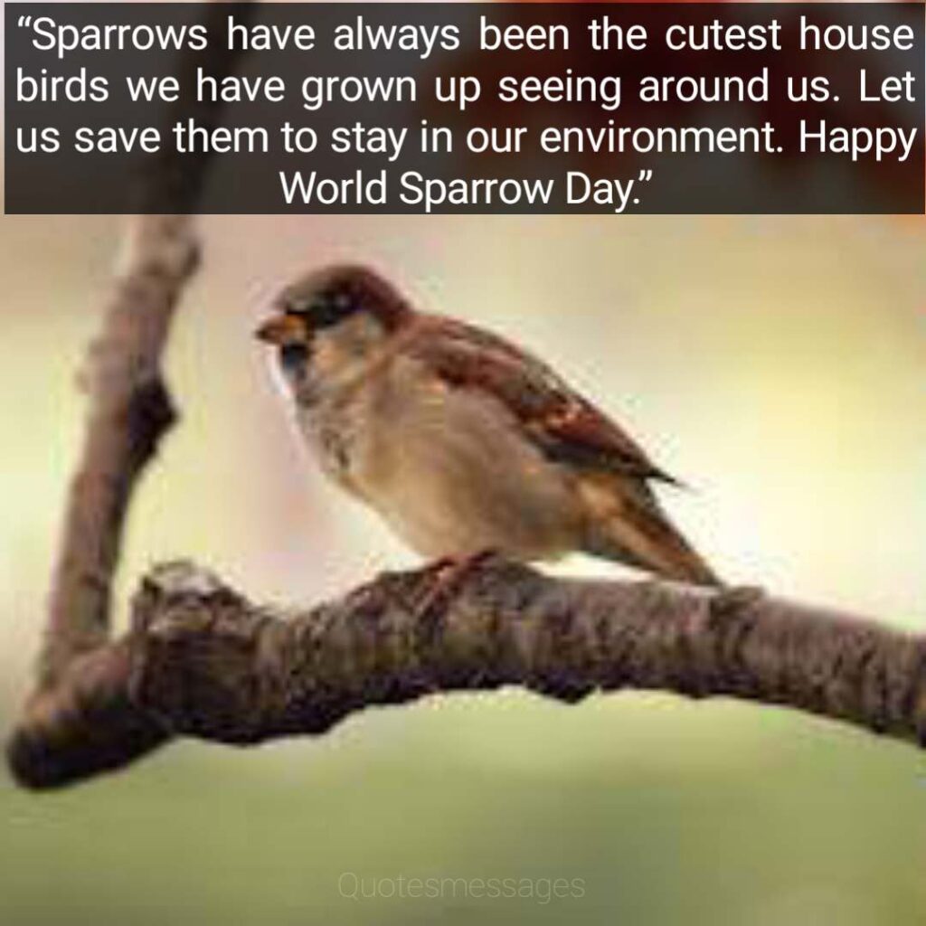 Happy World sparrow quotes